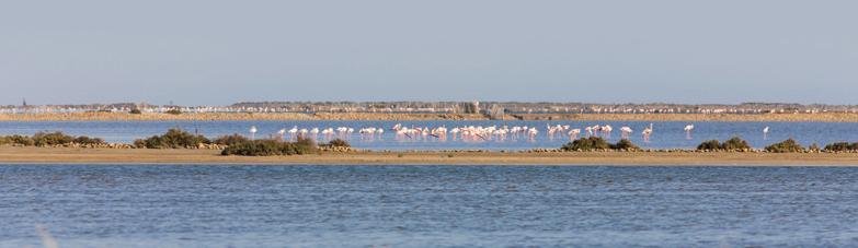 Découvrez Port Camargue, au cœur de l'Occitanie