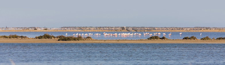 Découvrez Port Camargue, au cœur de  l'Occitanie